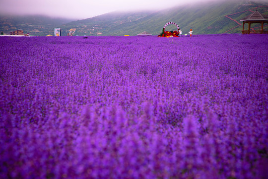 薰衣草花海