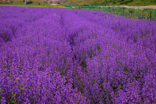 薰衣草花海