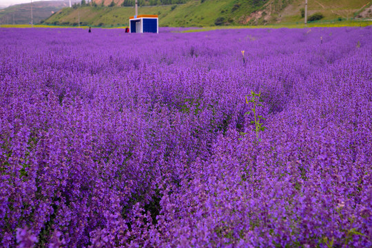 薰衣草花海