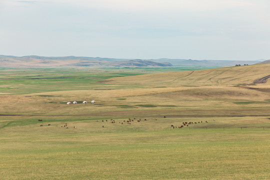 草原春季牧场蒙古包马群