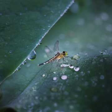 蜻蜓点水