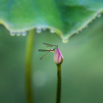 荷花