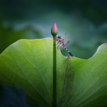 荷花