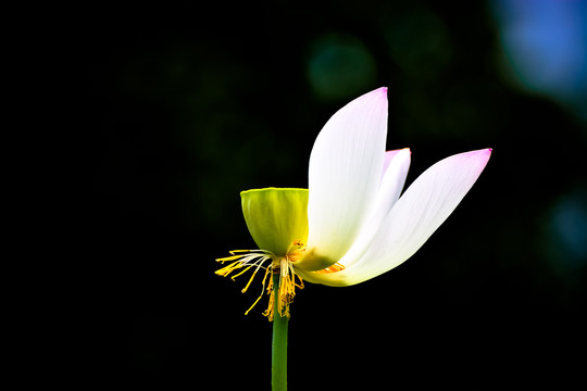 荷花花瓣