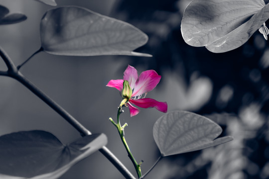 水墨紫荆花
