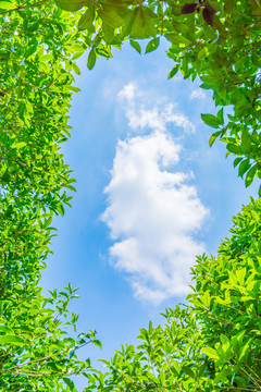 唯美天空绿叶