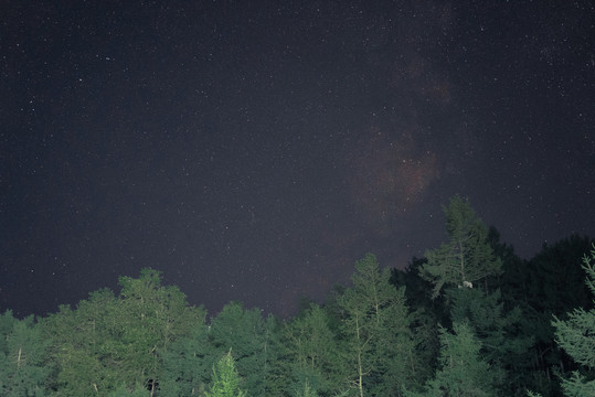 星空松树