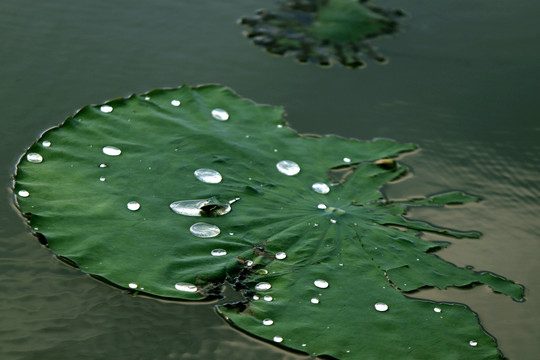 水面荷叶水珠