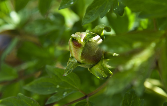 花蕾