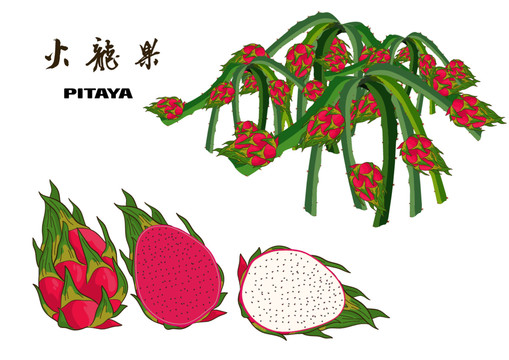 火龍果插畫