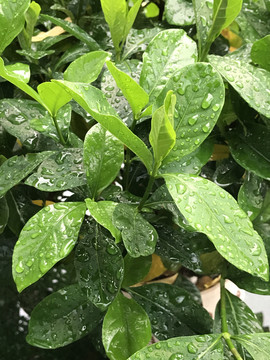 雨后桅子花叶