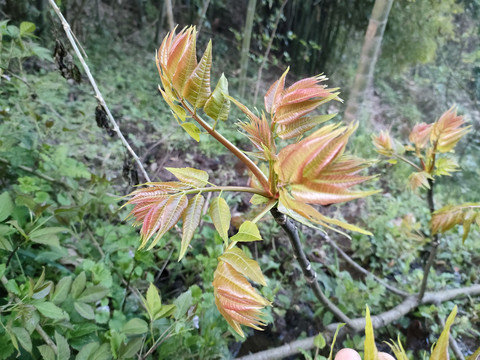 香椿叶