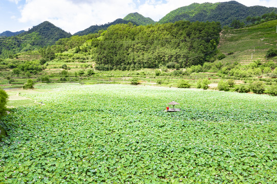 千岛湖岭下湿地公园荷花盛开