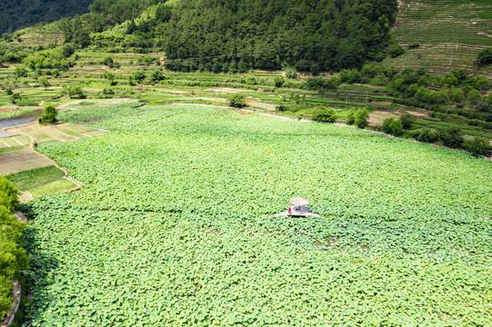 千岛湖岭下湿地公园荷花盛开