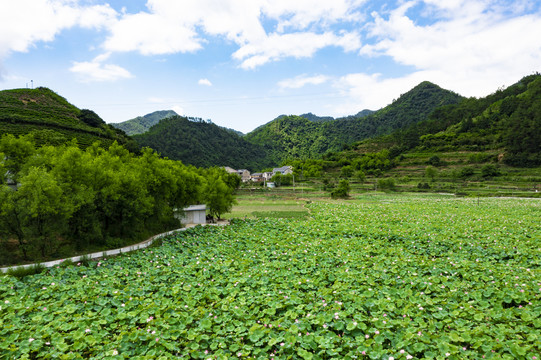 千岛湖岭下湿地公园荷花盛开