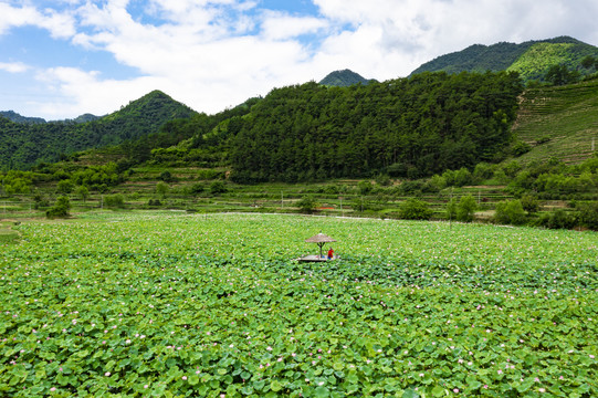 千岛湖岭下湿地公园荷花盛开