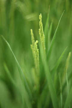 夏天的水稻