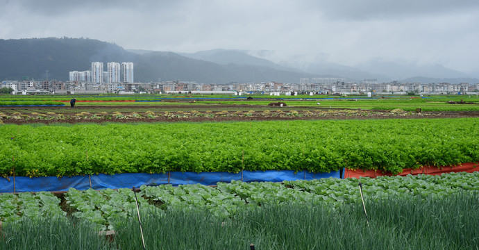 蔬菜种植