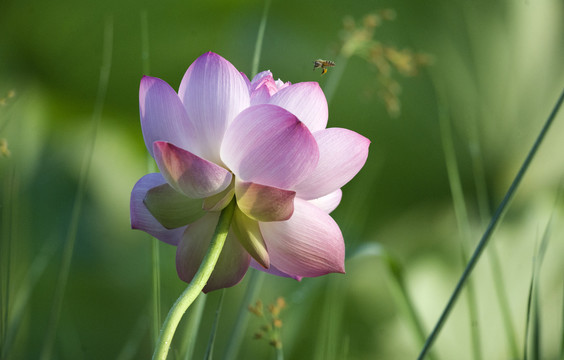 荷花