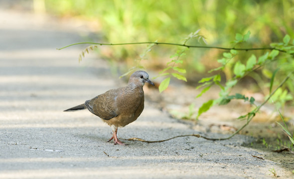 山斑鸠