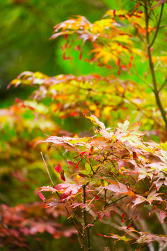秋季树木树叶