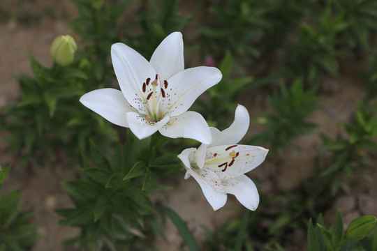 百合花