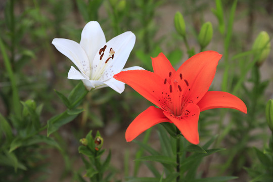 百合花