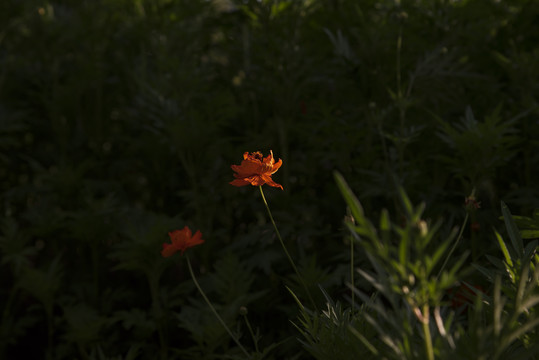 波斯菊花