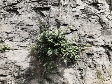 悬崖峭壁上的植物