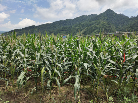 玉米种植与远山