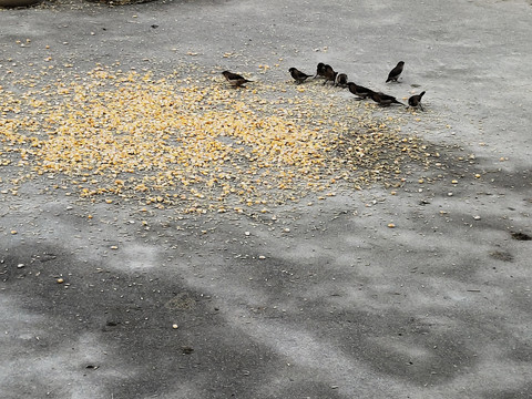 麻雀吃食