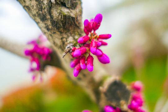 南京三月盛开的鲜花紫荆花