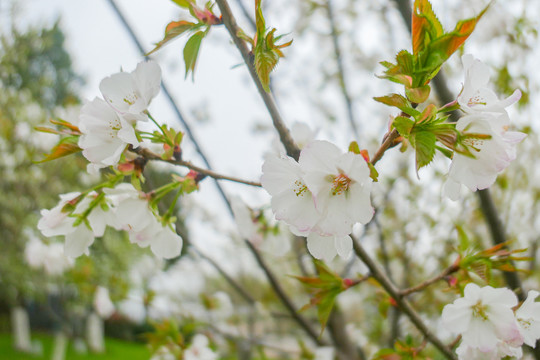 南京三月盛开的鲜花垂枝樱花