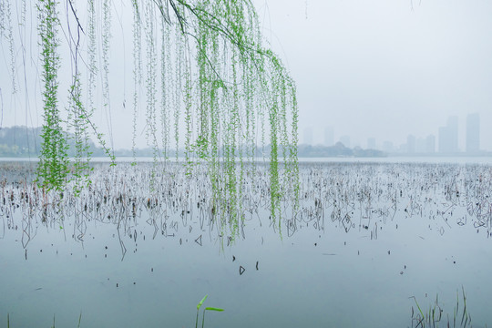 南京玄武湖春天平静的水面