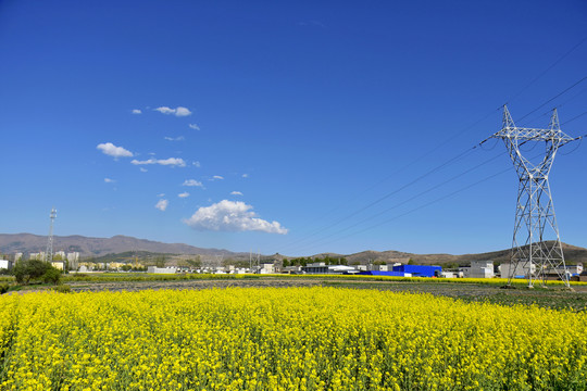 油菜花