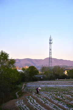 乡村风光