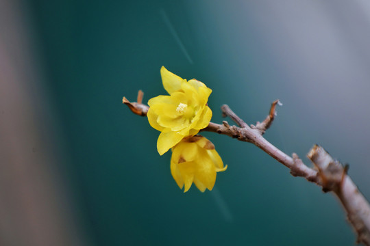 黄色鸢尾花