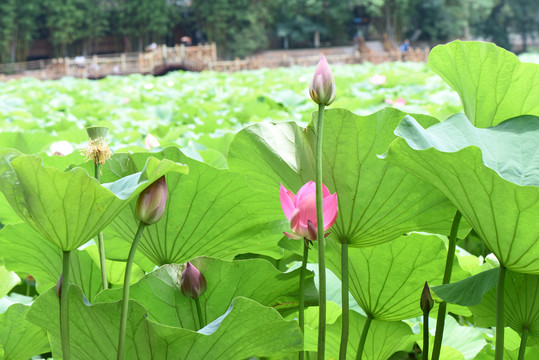 荷苞开放的花池