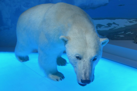 北极野生动物白熊