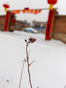 雪地里的花骨朵