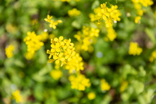 油菜花