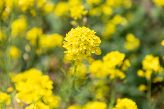 油菜花海