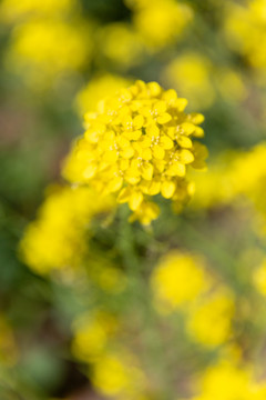 油菜花特写