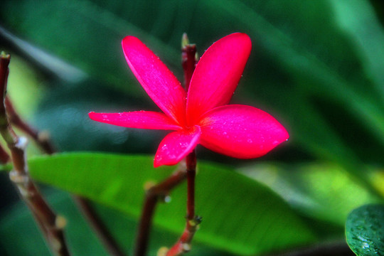 红鸡蛋花