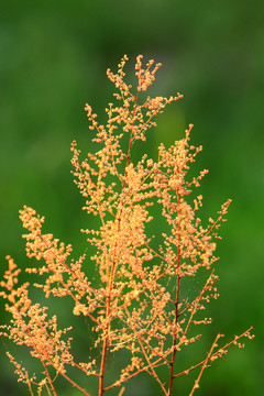 大兴安岭野生植物珍珠梅