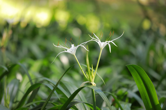 水仙花