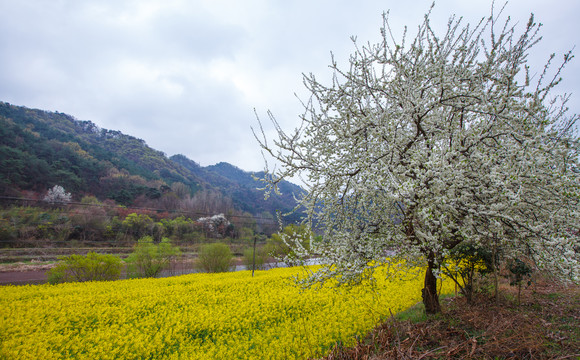 山区油菜花