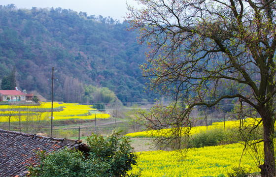 山区油菜花