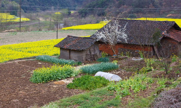 山区油菜花