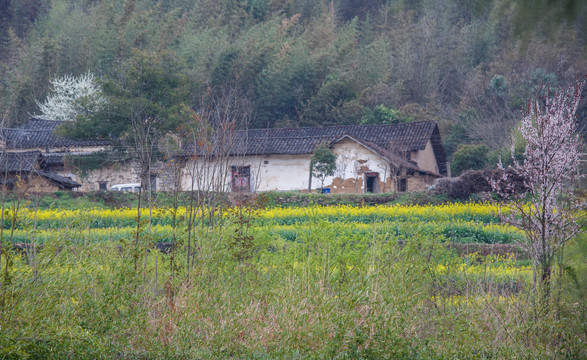 山区油菜花